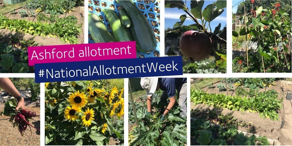 Its #NationalAllotmentWeek &amp; here are some pictures from our #Ashford allotment! Thanks to our amazing volunteers who have been maintaining it during lockdown, all whilst socially distancing, it looks great. Some of the produce was even used by the Hospice catering team.