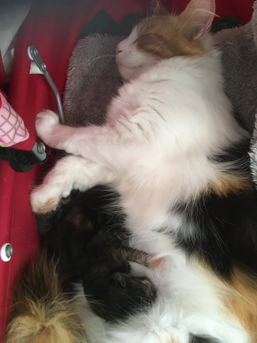PetsInWild's tweet photo. Big News! We have #Kittens 3! #LunaRocks #KittenMom https://t.co/j2I5bywz0f