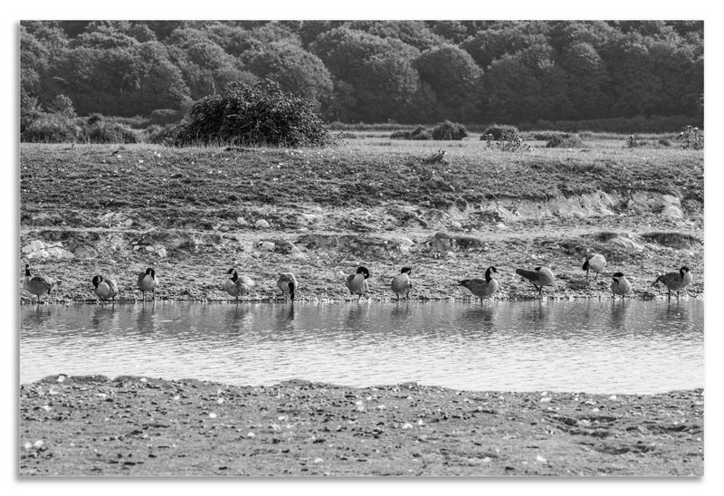 janestokes13's tweet photo. Nothing better than paddling in a river on one very hot day in East Sussex
#TimeToCoolDown #HotHotHot #Paddling #CuckmereRiver #CanadianGeese #Seaford #EastSussex @sdnpa @SussexWildlife #BlackAndWhitePhotography #WildlifePhotography #EastSussex https://t.co/z0dXvBwIEn