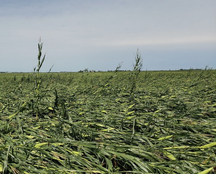 graincartguy's tweet image. Great news guys! Boss Man said he’s gonna let me drive the combine this year!!!