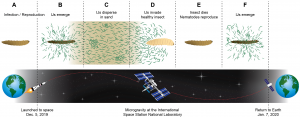 KaplanSchiller's tweet photo. #nematodes #infecting, killing &amp; reproducing in insects under #microgravity is a testament to broad versatility in controlling #agricultural #pests in diverse systems. Published in #npjmicrogravity @Nature_NPJ @ISS_Research @Space_Station @iamlbt @nibser https://t.co/93ne7D5Ivo https://t.co/LdizXsvw6j