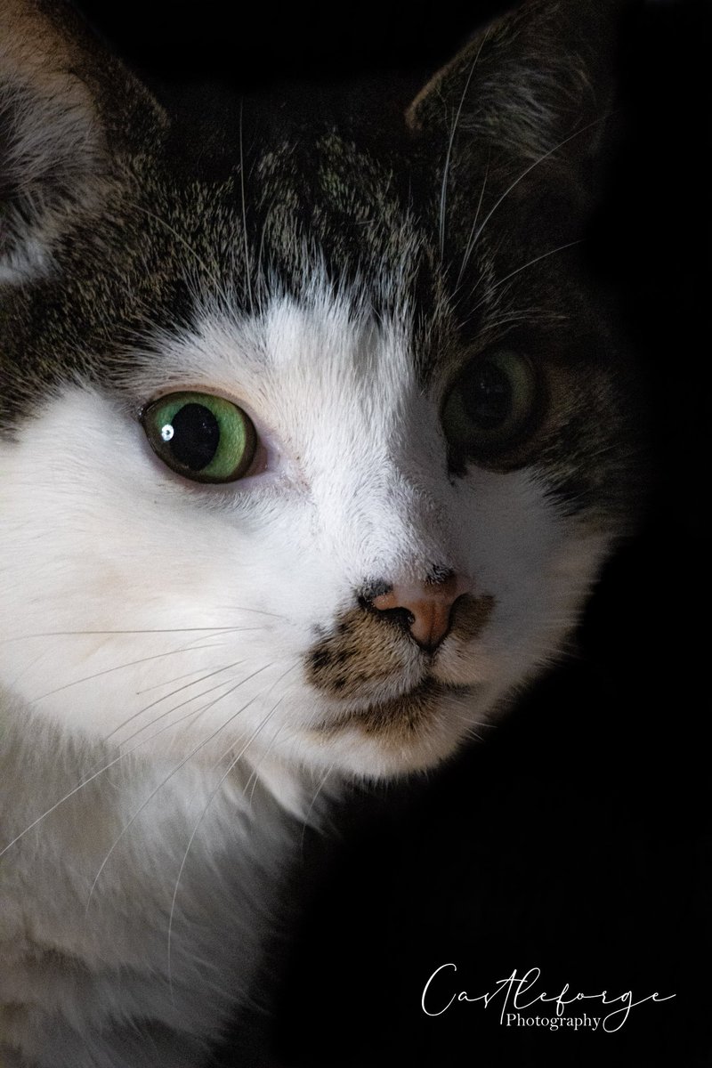 Castleforge Photography tweet media