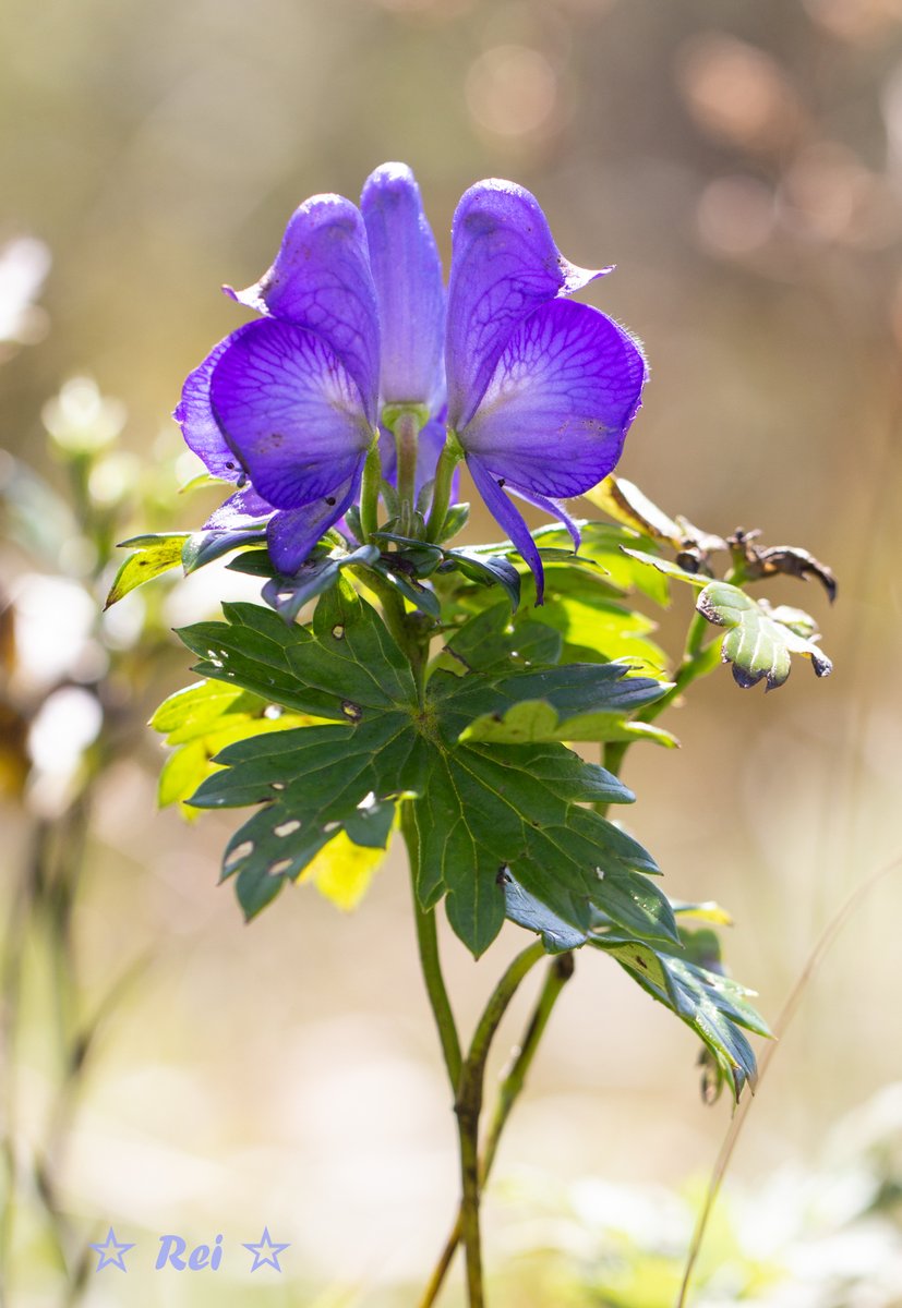 ট ইট র Rei 伊吹山の花 Web写真展 花に逢いたくて イブキトリカブト 縦画像です 初秋の逆光に透けた花びらが美しいと感じ シャッターを切りました トリカブトの花は紫が濃く重たいイメージですが これは軽やかに写せたのではと思います 根塊