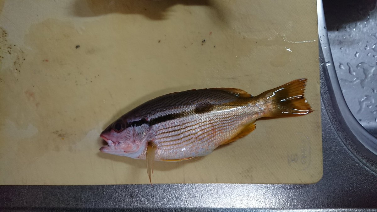 osunigiri's tweet photo. この魚の名前はなんですか？
#魚の名前 https://t.co/32DLaWKhI3