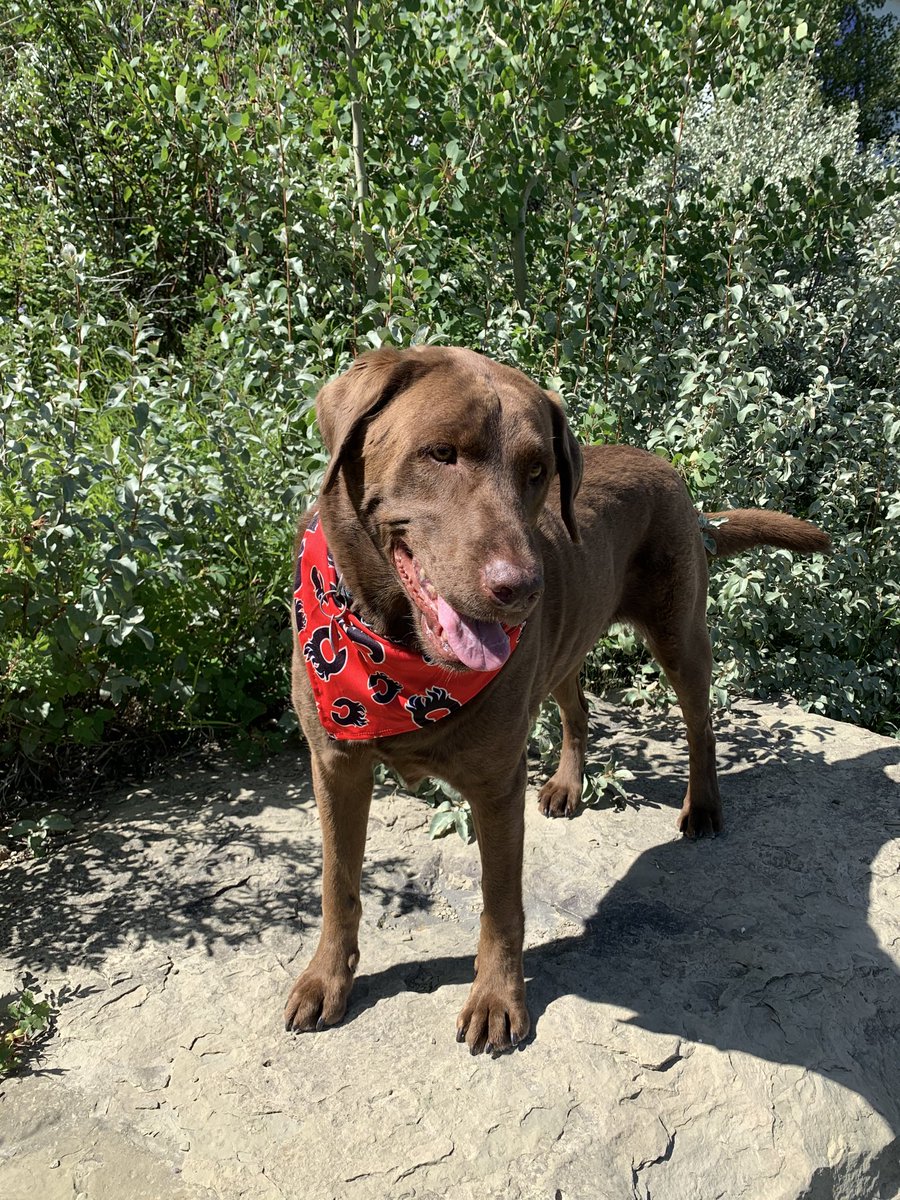 Let’s do this!  Go Flames Go! 🔥🔥⁦<a href="/NHLFlames/">Calgary Flames</a>⁩