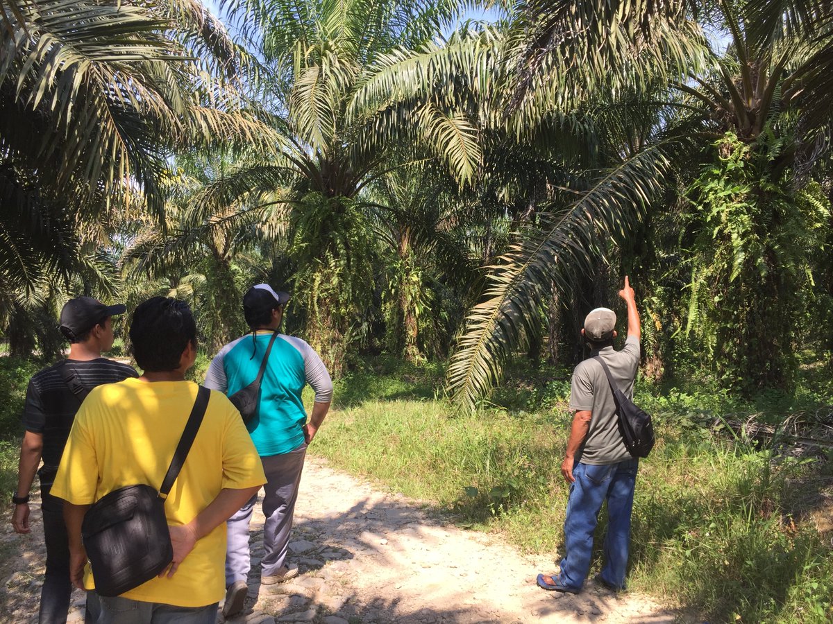 InfoSPKS's tweet photo. Pelatihan tim pemetaan petani sawit untuk percepatan data STDB dan PSR di 2 desa anggota kami di kabupaten sanggau. @dartowojtyla @DelonMH @SyahrinaClimate #infospks #infopetanisawit https://t.co/faC8LRC9ZW