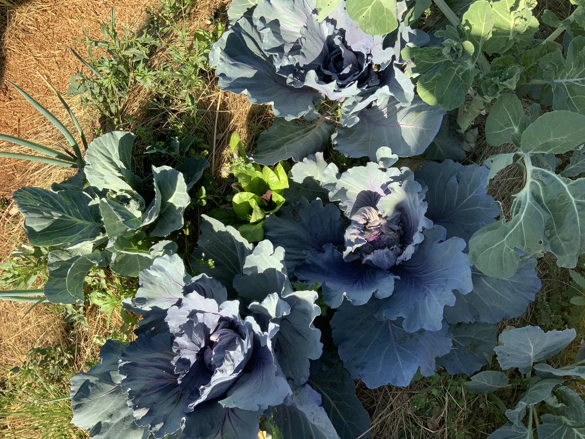 iThembaProjects's tweet photo. “I’m greatful for this different kind of  “food parcel” (GARDEN!) I think having a garden is much better than food parcels because it does not bring division in the community over who has access to parcels + who doesn’t. Also, the garden is long-lasting and will never run out.” https://t.co/QzlvCkKDdL