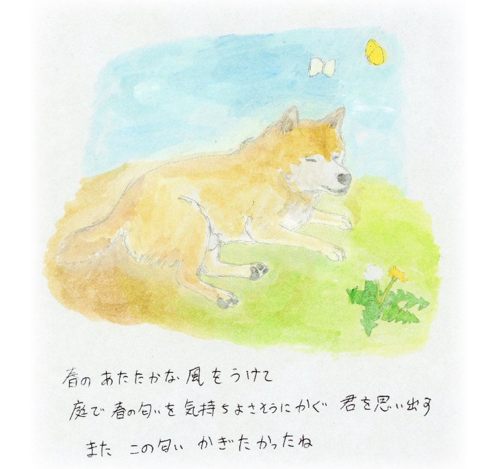 柴犬の陸 第6 5章 春の風 絵本 犬 柴犬 詩 詩絵本 絵 イラスト 老犬 Shiba Dog 柴犬の陸 第6 5章 春の風 絵本 犬 柴犬 詩 詩絵本 絵 イラスト 老犬 Shiba Dog