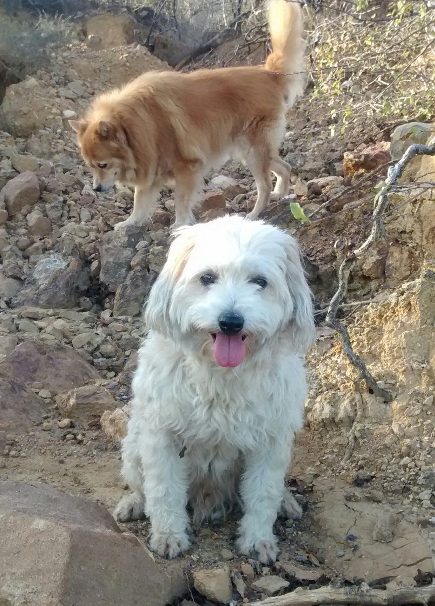 Facebook trajo hoy entre mis recuerdos estas fotos de lo que fue parte del proceso de recuperación de Juancho. Hoy esta labor sólo me es posible seguirla adelante con tu apoyo. #NoAlMaltratoAnimal #AyudameaAyudar