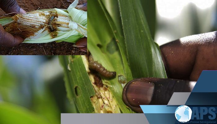 APS_Senegal's tweet photo. A Handa, dans la région de Louga, plusieurs hectares de culture dévorés par des chenilles:

Lire la suite 👉https://t.co/o3Ruqh5etA

#Covid19sn #Santé #Senegal #Monde #COVID19ON #APSCov https://t.co/q0HxskSji3