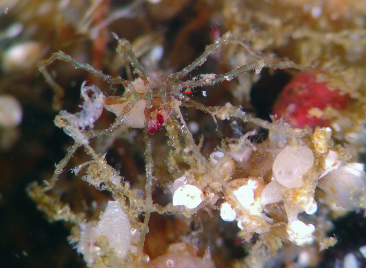 mccullermi's tweet photo. It'd be great if we could get an invertebrate vs. vertebrate #ButtOff going!! #Invertebutt #BonesvsNoBones

My contribution is a sea spider (pycnogonid). They have tiny butts! https://t.co/AnBX3HltO9