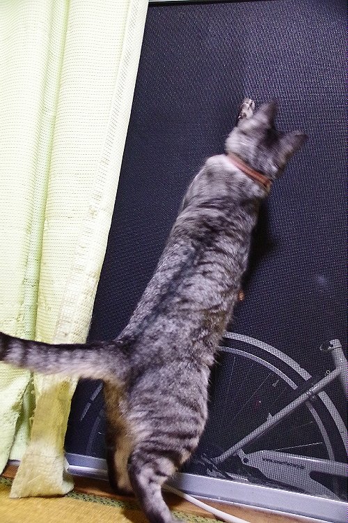 Twitter पर ねこ傀儡 愛猫 猫のいる暮らし ペット用網戸 ミュセル は1度 サッシのステーに捉まり 外れて落下したことがあります T Co Fujtsrtgzw 今年も網戸向こうの虫にちょっかいを しかし 学習能力があるのか今回ステーを無視して 網戸に爪