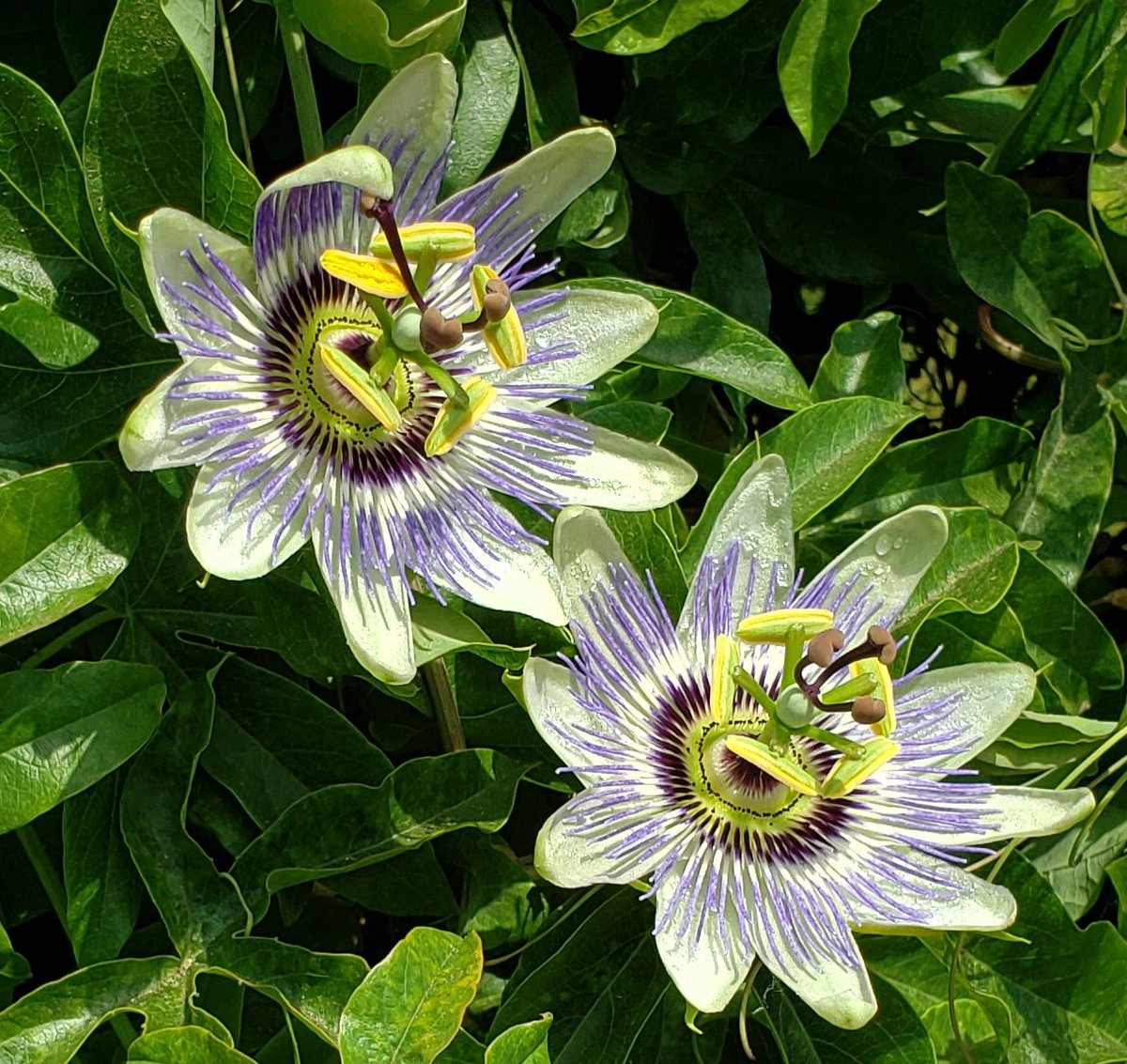 JcMercerJr's tweet image. Art inspiration:) by the Creator