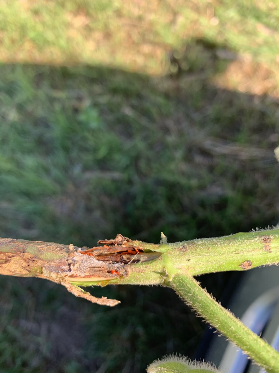 Crops_MelissaB's tweet photo. Soybean gall midge has made its way across Butler county and has been confirmed in Polk county today. #soybeangallmidge @justinmcmechan @CropTalkMegan @tjcksn @UNL_CropWatch https://t.co/xAQumhNccQ