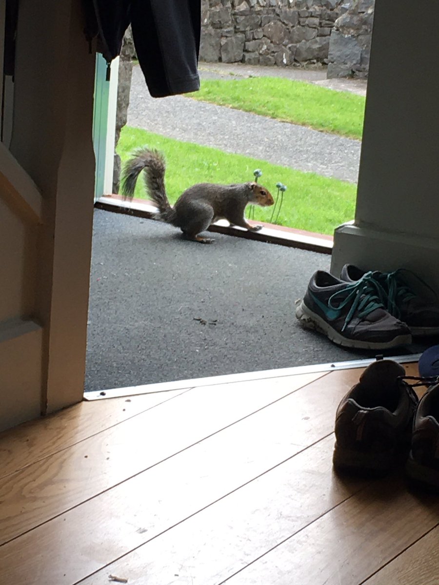 #Squirrel just decided that my cottage in #NantGwrtheyrn #cymru was interesting! Is it my imagination or are they turning slightly red?