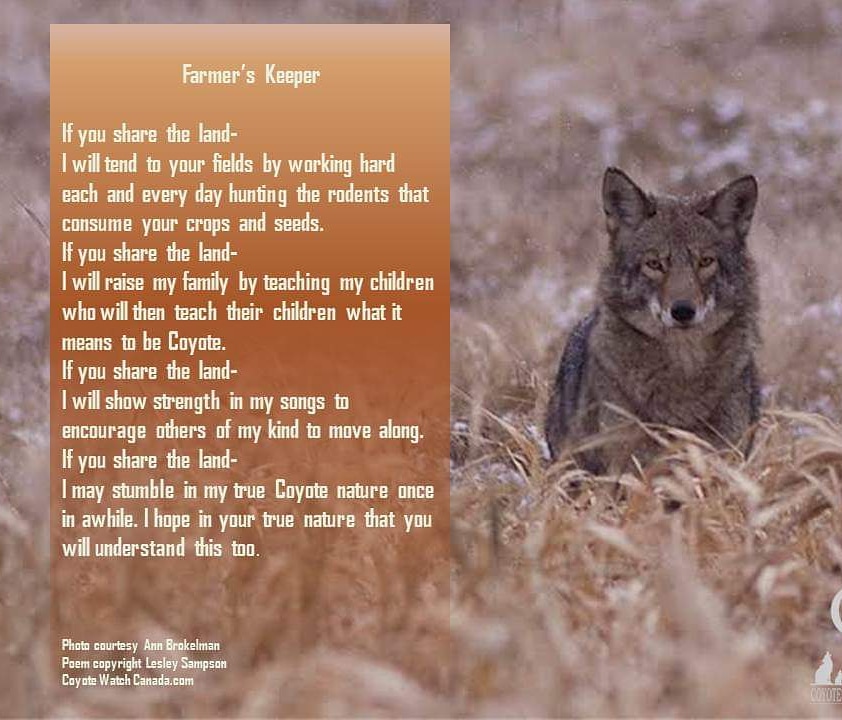CoyoteWatchCAN's tweet photo. 'Farmer's Keeper'
Keeping landscape integrity involves fostering biodiversity and protecting natural areas where nature can thrive. Coyotes are ambassadors for farmland, field & forest. https://t.co/yBsk1Rswa7
#coexistence #coyotes #predatorfriendlyfarming #coyotewatchcanada https://t.co/Ns2tSR5uYA