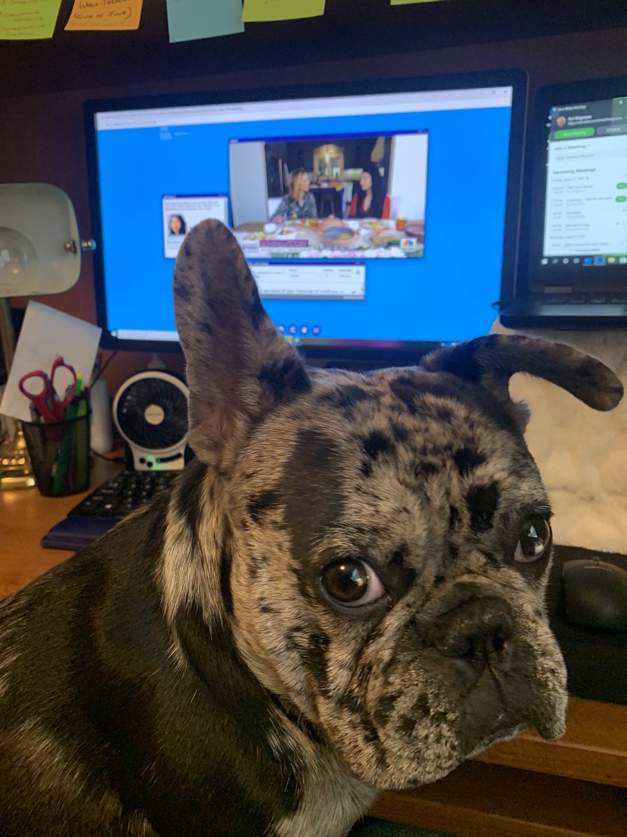kerimag7's tweet photo. Taking in Day 2 of #ASAE20 with my co-worker, Otis ❤️ #PetsofASAE20 @NaylorLLC https://t.co/4ChBfoASTr