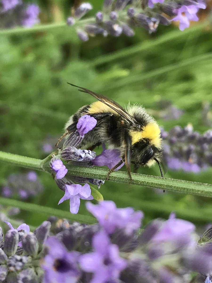 we4bee's tweet photo. Helle Erdhummel auf Lavendel 🐝 #we4bee #Bienen #Hummel #Insekten #Natur #Lernen #Schule #Umwelt #Umweltschutz #Natur #Insekten https://t.co/DycbKScCx8