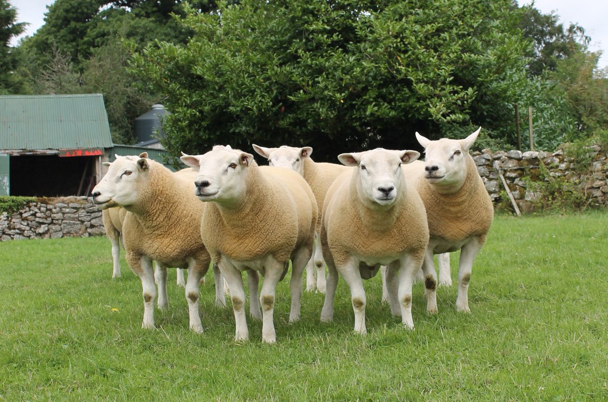 natsheep's tweet image. The importance of quarantining stock brought onto farm should never be underestimated!
Hear more on this important message in Elanco&apos;s webinar this evening at 7.30pm. 
Register to join at nsavirtualevent.org.uk 
#NSAVirtualEvent #sheep365