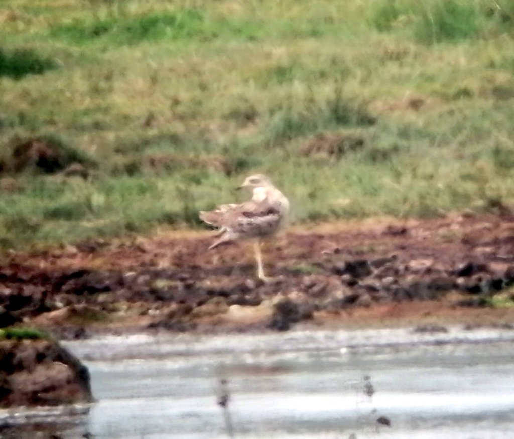 cianbirder's tweet photo. My best phone scoped efforts from Kilcoole of the stone curlew today. With @StephenKing118 @joeproudfoot200 @feaspetrel70 #irishbirding #lifer #Wicklow #oldpatch @BirdGuides @vikingoptical https://t.co/LR06o8IirC