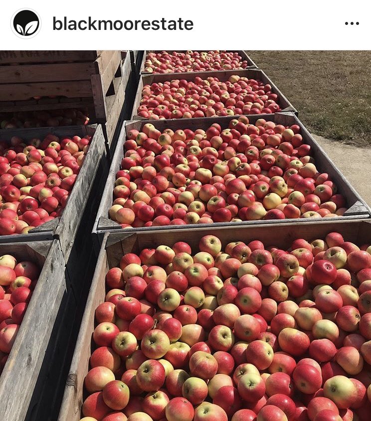 Discover 7 tonnes of beautiful Hampshire apples! These discovery lovelies are looking for a good home. Any takers? Contact <a href="/blackmoorestate/">Blackmoor Estate</a> blackmoorestate.co.uk #BritishApples #StayLoyalStayLocal