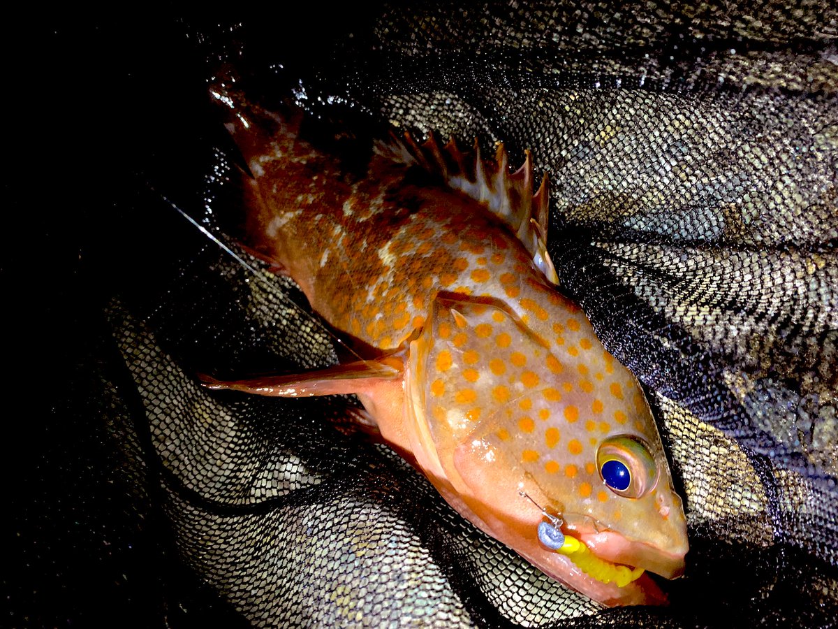 tsurishoota's tweet photo. 遠征ボウズリベンジ釣行🎣②
潮が動き出してすぐ、ゴンッと重いアタリ
強烈に根に突っ込まれる、止まらないドラグ
何とか竿で溜めて浮かせて上がって来たのは、なんとキジハタ!
足ガクガクでランディング、泣きそう
釣りの神様、ありがとう😭
34の竿めちゃ強いし神バナナまじ神🍌
#BCR56 #Ptail55 https://t.co/YvDWXDkVvh
