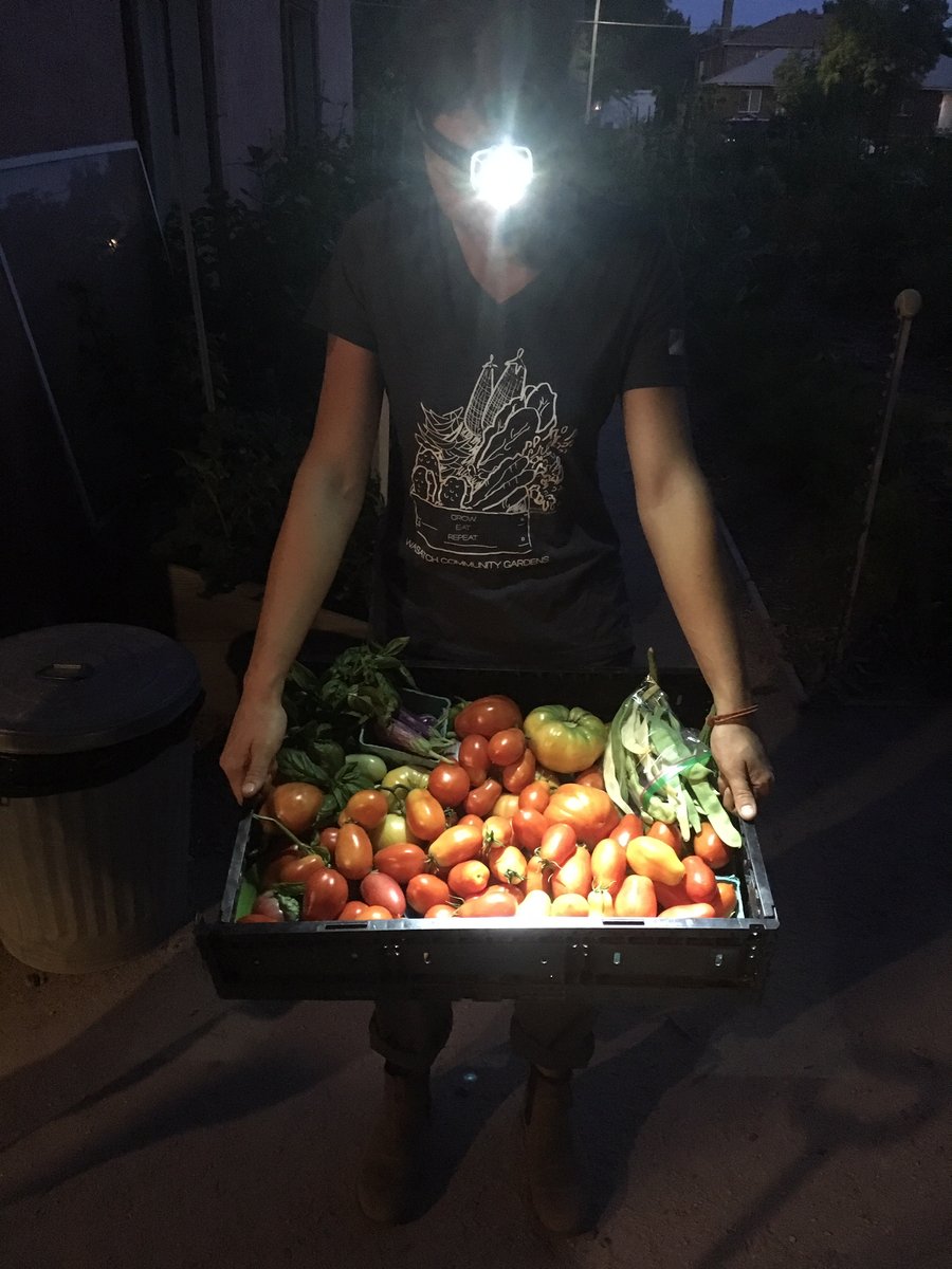 Gardens...After Dark
Did you know that taking a look at your garden after the sun has gone down can be a tool towards a productive garden?   Many critters munching on your plants are most active during this time- you may be able to catch those bugs in the act!