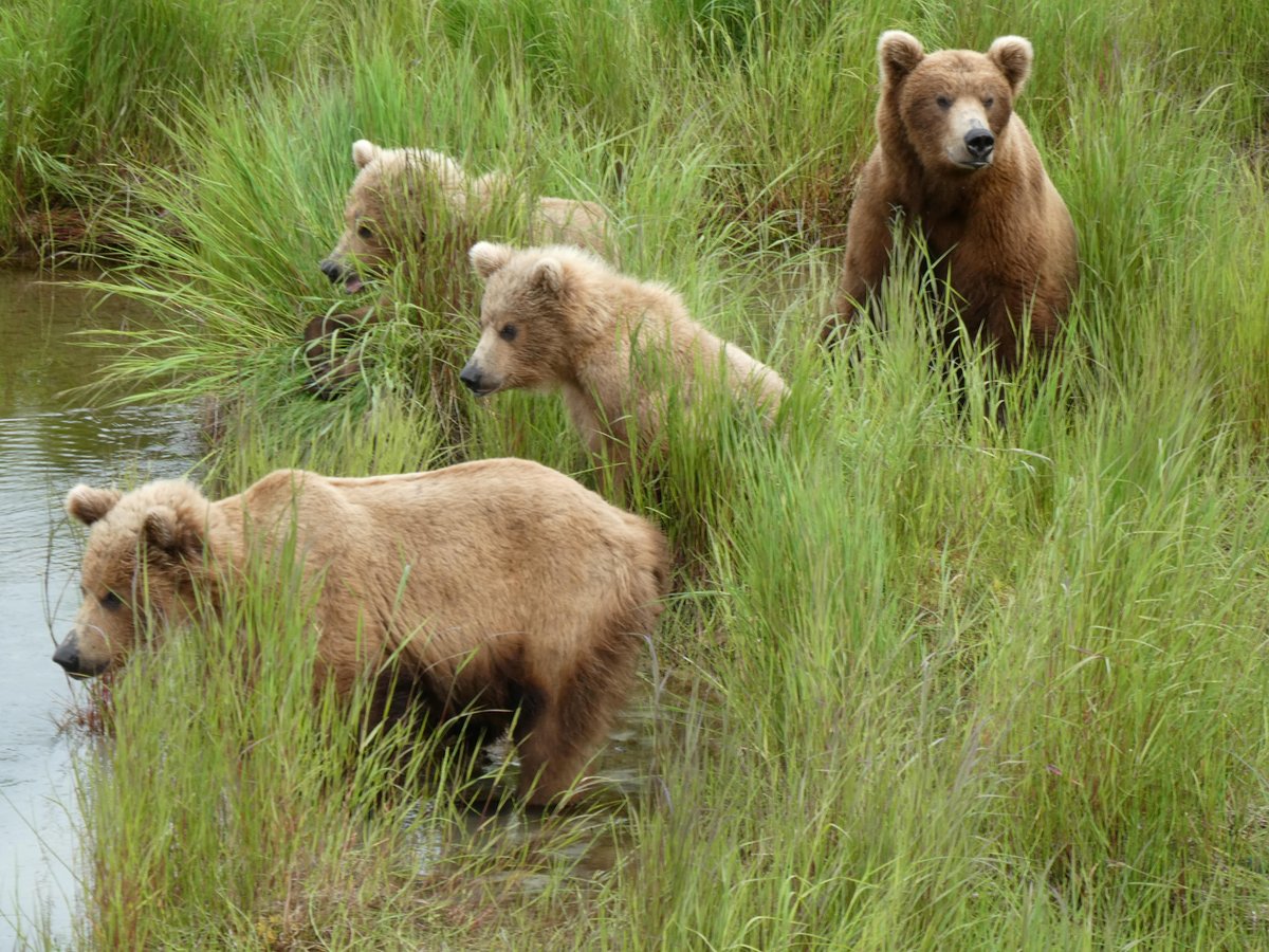 KatmaiNPS's tweet photo. Find out more about the lives of brown bear mothers and cubs along the Brooks River during the next https://t.co/clednF2tdN Live Chat with Rangers Barbara and Naomi. Join us on Wednesday, August 12th at 4:00pm PDT, 7:00pm EDT.
#BearCam #KatmaiNPP #FindYourPark
NPS Photo/N. Boak https://t.co/c62uHX9MqJ