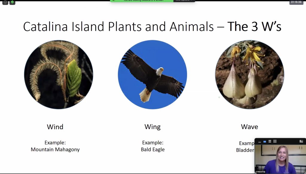 We love sharing our passion for the Island! Recently, we hosted a virtual field trip for Camp Inspire, the summer camp program by <a href="/FIUCASE/">FIU College of Arts, Sciences & Education</a>  

Read more about this fun opportunity:
thecatalinaislander.com/conservancy-sh…