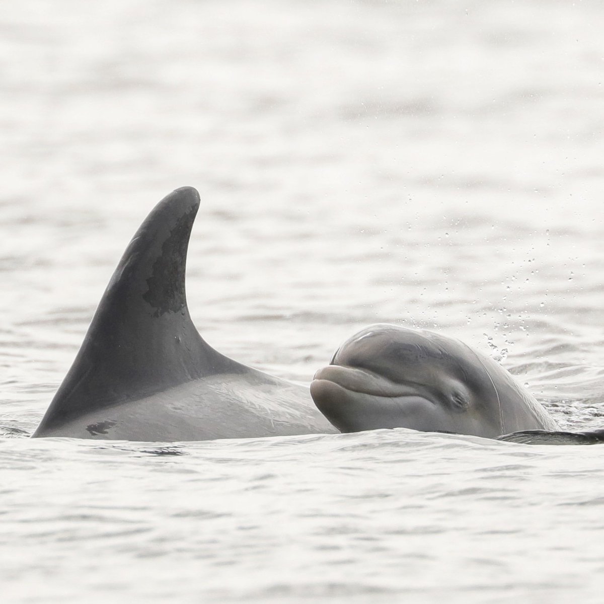 Delighted to see the latest #baby #dolphin in the #MorayFirth ❤️ There are around 200 #bottlenosedolphin in the population 😀