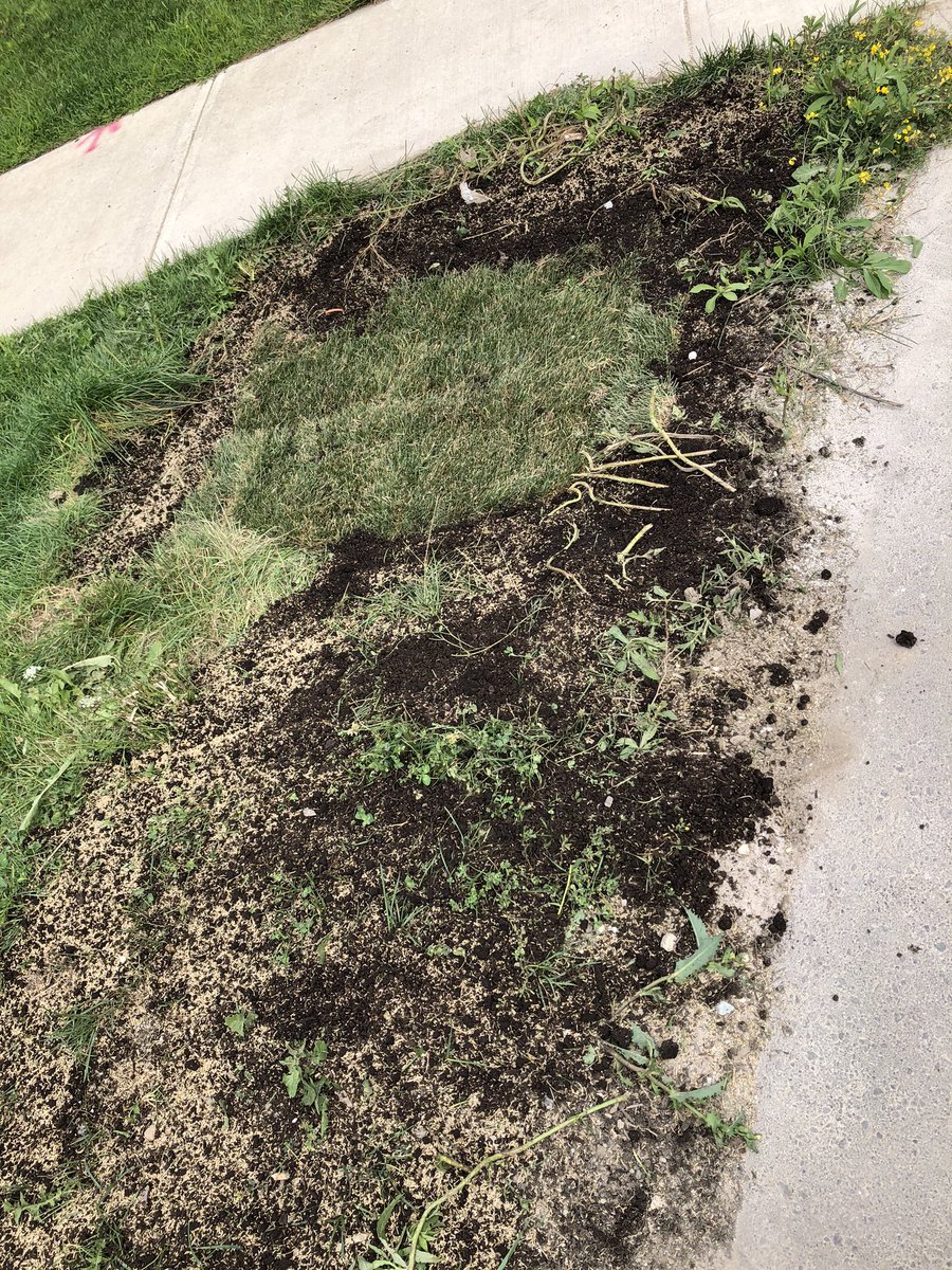 Anabela_Neves's tweet photo. @RogersHelps how is this acceptable?  You have costed us a year of grief and now $ because will WE now need to fix your mess?  Is this how you fix your mistakes?  Who is going to fix my lawn? Need answers ASAP. #accountability #rogers #Rogerscommunication https://t.co/WcNEAIitek