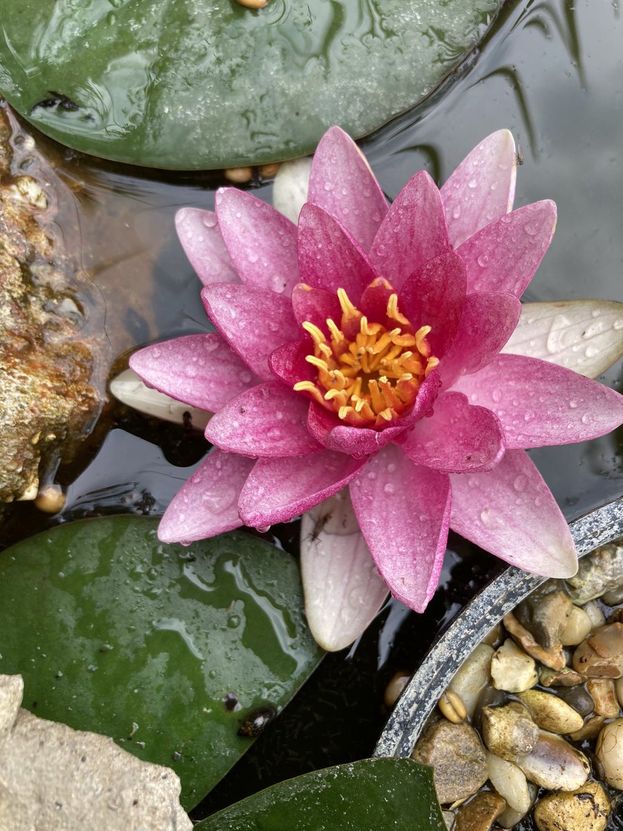 The one and only water Lilly has bloomed in the wildlife pond #waterlily #pond #pondlife #wildlife #mygarden #flower #nannysgardenworld