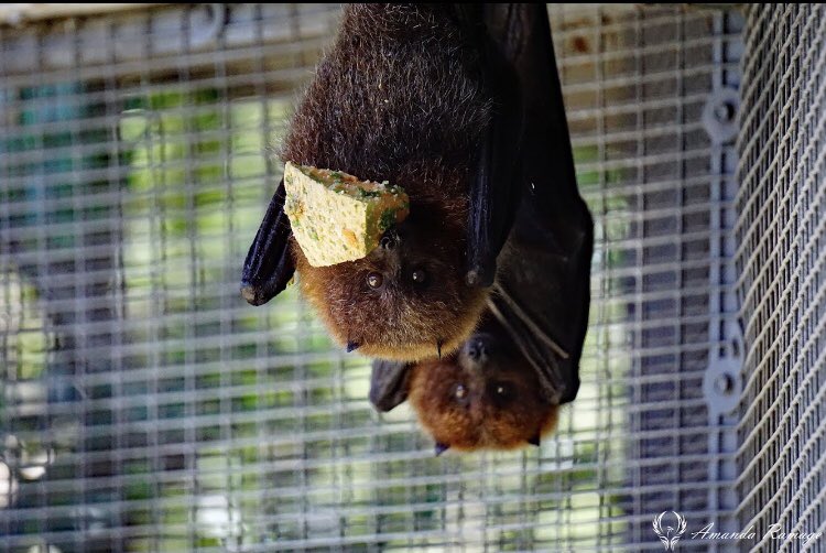 BatConservancy's tweet photo. #Two4Tuesday The Rodrigues Island girls, aka mini grizzly bears with wings 🐻+🦇=💗 

Captured by keeper @arphoenixphotography 😊

#batsoflubee #rodriguesisland #fruitbat #floofy #floof #babybear #nonprofitlife https://t.co/TMQlS4o1a8