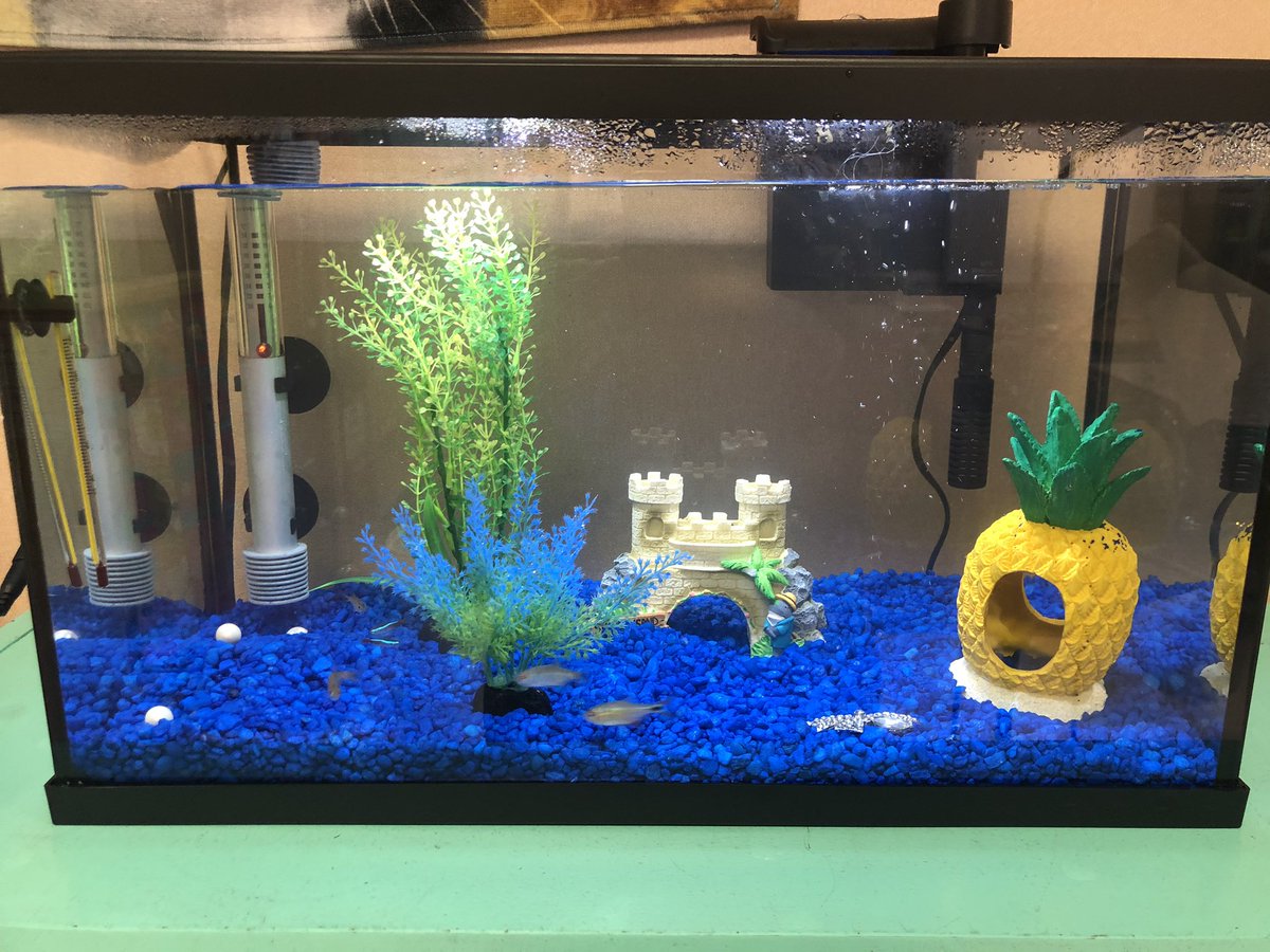 MStewartsclass's tweet photo. Shout out to TDES PTA! Take a look at our classroom aquarium that they helped us out with! We are so excited to teach our students about how to take care of our classroom pet 🐠 https://t.co/I1JL4J1HAS