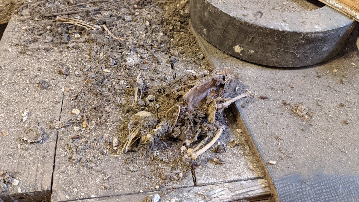 I also found a dead bird in the church tower - which, Awesome Goth Energy aside, underlines the National Heritage's assessment of the condition of St Peter's as "poor" with "slow decay"
