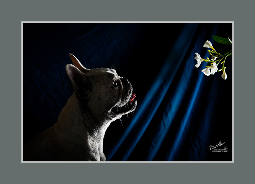 French Bulldog.... English owner. !  #ilovemydogs #dogstyle #happydogs #aplacetolovedogs #surreydogs #Surrey #mansbestfriend