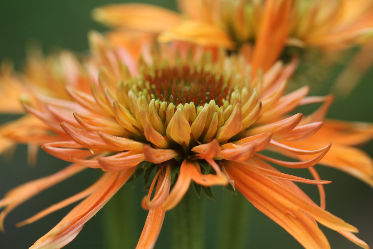 what a day it has been... this is what you call an Indian summer's day! Echinacea 'Colourburst Orange'
