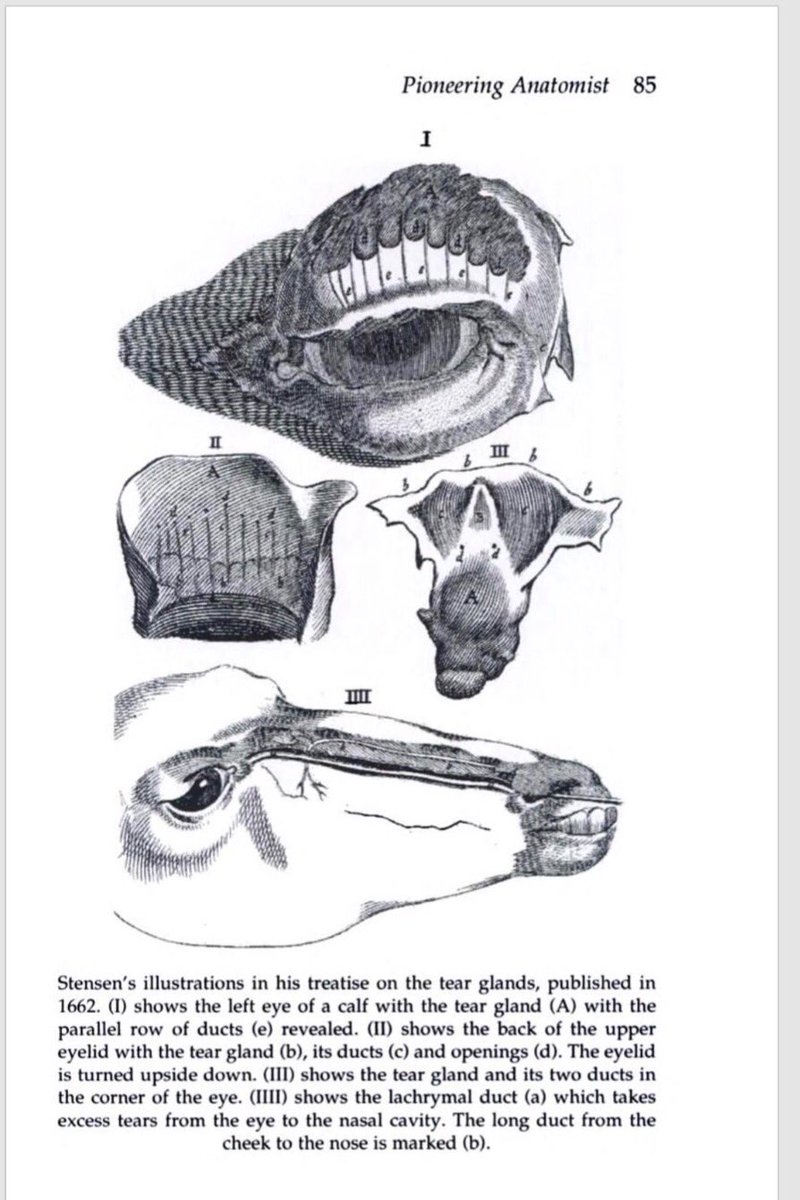 PerelmansPearls's tweet photo. Today's #MedHxMonday comes from a recent pt visit with tender parotid gland. Now understood and taken for granted this wasn't always the case with #glands here is some fun #history from Stensen who described the duct that bares his name (sorry for delay, #ScheduledTweetFail) https://t.co/nz1iKV4TFa