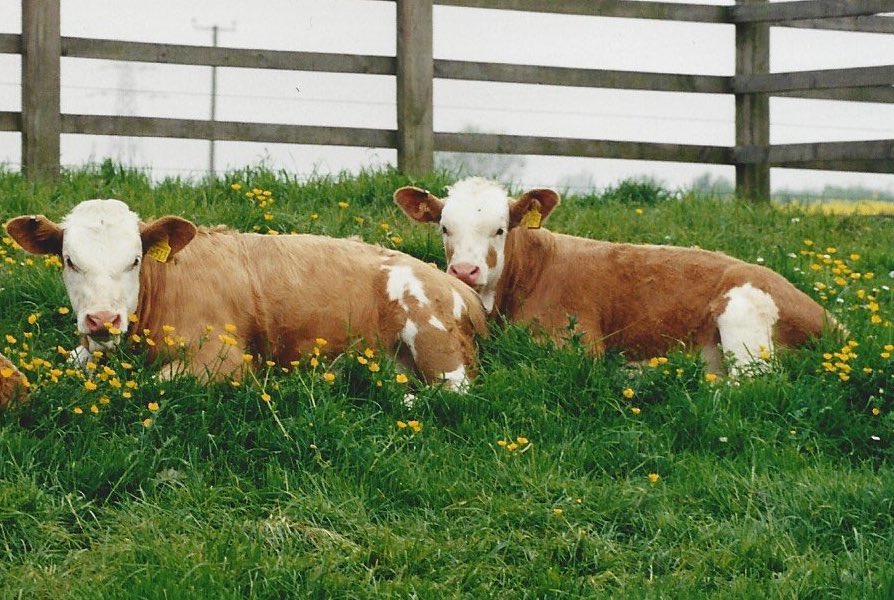 COWSworms's tweet photo. Ongoing, repeated use of the same active ingredient/wormer group or use of certain wormers at inappropriate times, may increase selection for anthelmintic resistance. Always talk to the vet or RAMA/SQP to choose the right one #COWSAdvice #whichwormer? https://t.co/A07NlJO8no