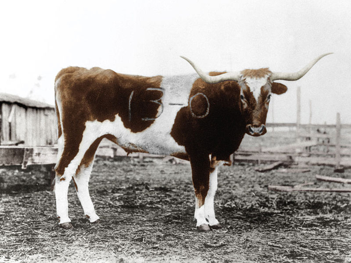 TracesofTexas's tweet photo. Texas A&amp;M vs. the University of Texas, 1915. A&amp;M won 13-0  As seen in the second photo, a group of Aggies stole the Texas mascot and branded the 1915 score into the longhorn's hide in February 1917.  He was later barbecued, as the invitation in the 3rd photo shows. https://t.co/lWIxNU2THT