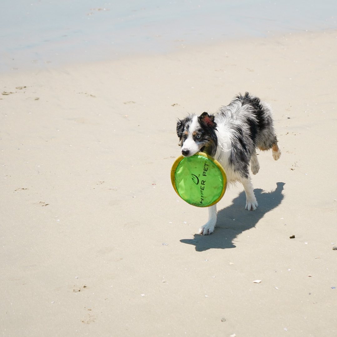 HyperPetToys's tweet photo. Happy #PlayInTheSandDay! What's your favorite toy to bring to the beach?? Our Floppy Flopper frisbees, Dura-Squeaks and Hyper Chews toys all FLOAT and are perfect for beach and pool days!
πΈ: IG @mini.aussie.jellybean
#beachday #flippyflopper #frisbeedog #dogbeach #gofetch https://t.co/eAOSlMKfkZ