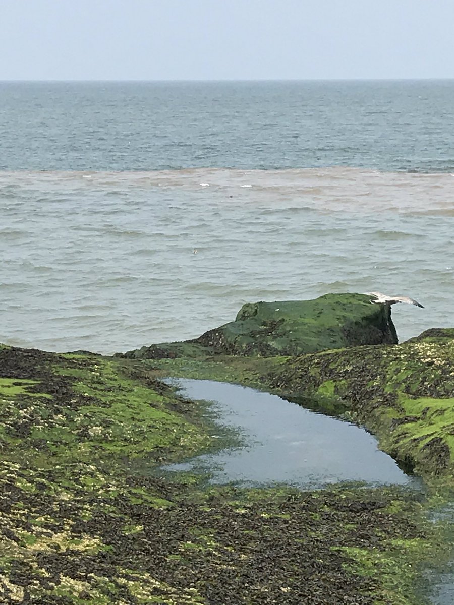 AlCrop's tweet image. Lovely day to walk to Hilbre 🌞😎