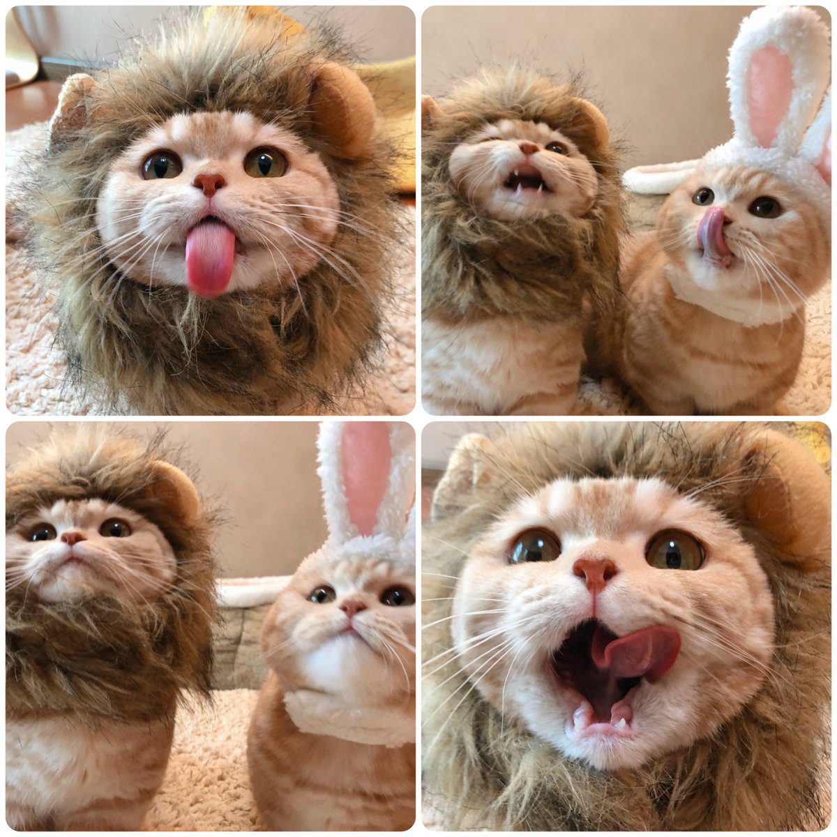 Cutest Lion 🦁 &amp; Rabbit 🐇