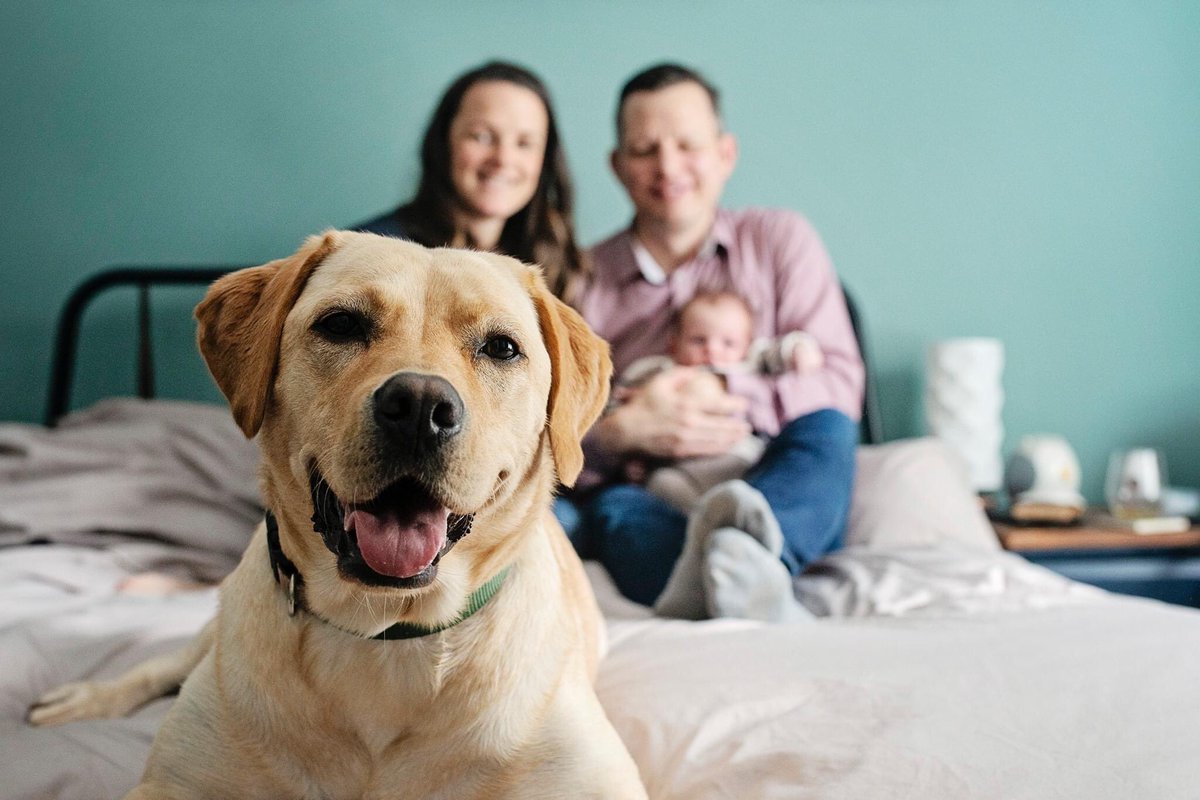 Loved meeting little Sawyer last week and loved even more that labrador Harper thought the shoot was all about her!!