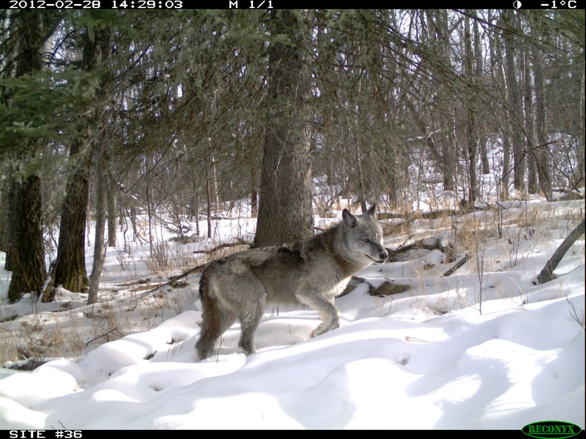 NEW episode of “WTF is Happening in the Canadian Oil Sands?”Today: WTF are we killing  #wolves in western Canada?