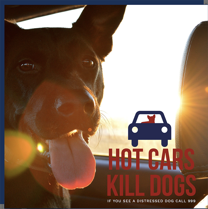 Gosh its hot. look after our furry friends,  a dog should not be left in a car in this weather for any length of time..... Please be vigilant... #dogs #dogsofinstagram #dogsitting #cutedogs #bulldogsofinstagram #dogscorner #ilovedogs #bulldogs #alldogs #rescuedogs