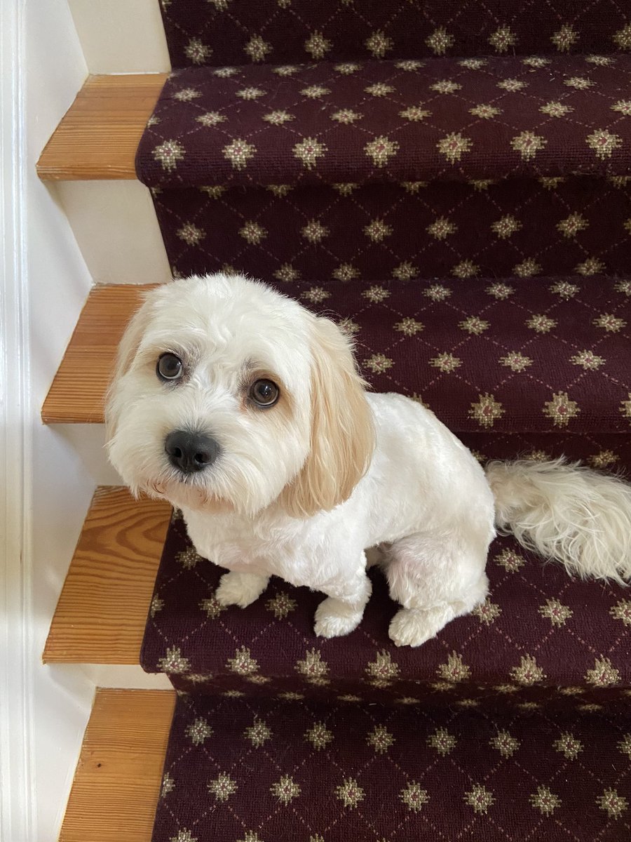 I’m very excited to join Sully Elementary this year!  I’ve been spending time with my dogs and enjoying the outdoors. I can’t wait to start a new school year! <a href="/SullyES_LCPS/">Sully ES</a>