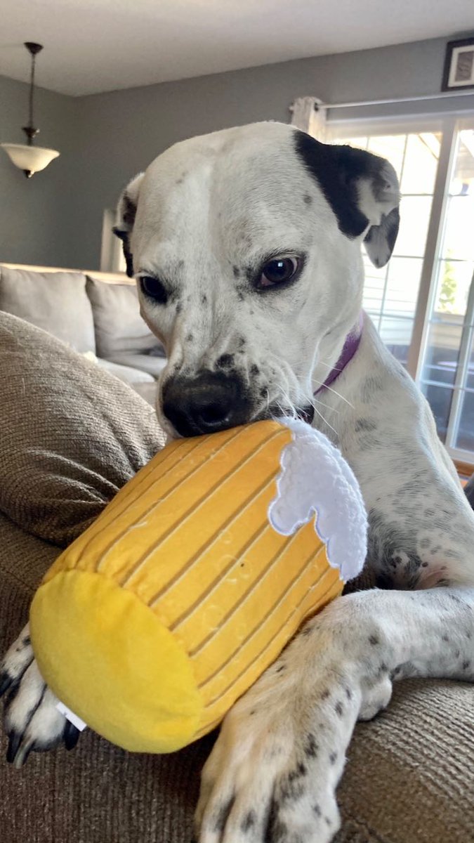 mr_announcerguy's tweet photo. Mia enjoying a cold one from her @barkbox Fairground Hounds. https://t.co/MmEIaCOoPH