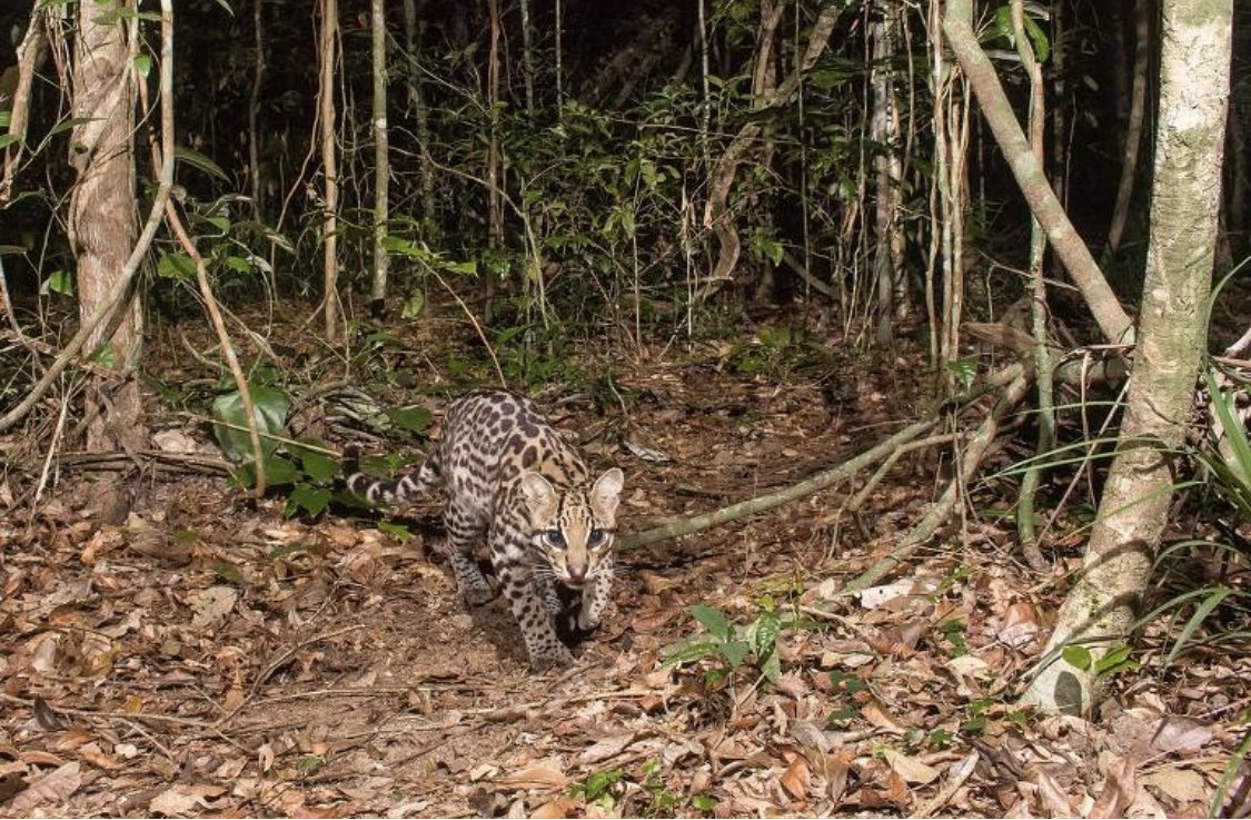 Jean Paul Metzger 🚴🏻♂️ (@jp_metzger) on Twitter photo Somos contra a absurda extinção da Fundação Florestal do Estado de São Paulo - artigo na <a href="/folha/">Folha de S.Paulo</a> com <a href="/Chalfred_BES/">Charles Alfred BES</a> <a href="/BPBES_oficial/">BPBES</a> <a href="/CoalizaoCs/">Coalizão Ciência e Sociedade</a> <a href="/BiotaFAPESP/">Programa Biota/Fapesp</a> www1.folha.uol.com.br/opiniao/2020/0… Somos contra a absurda extinção da Fundação Florestal do Estado de São Paulo - artigo na <a href="/folha/">Folha de S.Paulo</a> com <a href="/Chalfred_BES/">Charles Alfred BES</a> <a href="/BPBES_oficial/">BPBES</a> <a href="/CoalizaoCs/">Coalizão Ciência e Sociedade</a> <a href="/BiotaFAPESP/">Programa Biota/Fapesp</a> www1.folha.uol.com.br/opiniao/2020/0…
