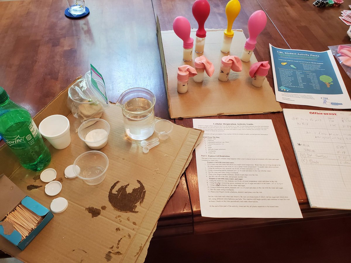 Playing with yeast. Back row, sugar and yeast. Front row: milk, Sprit, sweet n low, Splenda. We'll see...
#ScienceIsFun <a href="/CIBLEARNING/">CIBL</a>